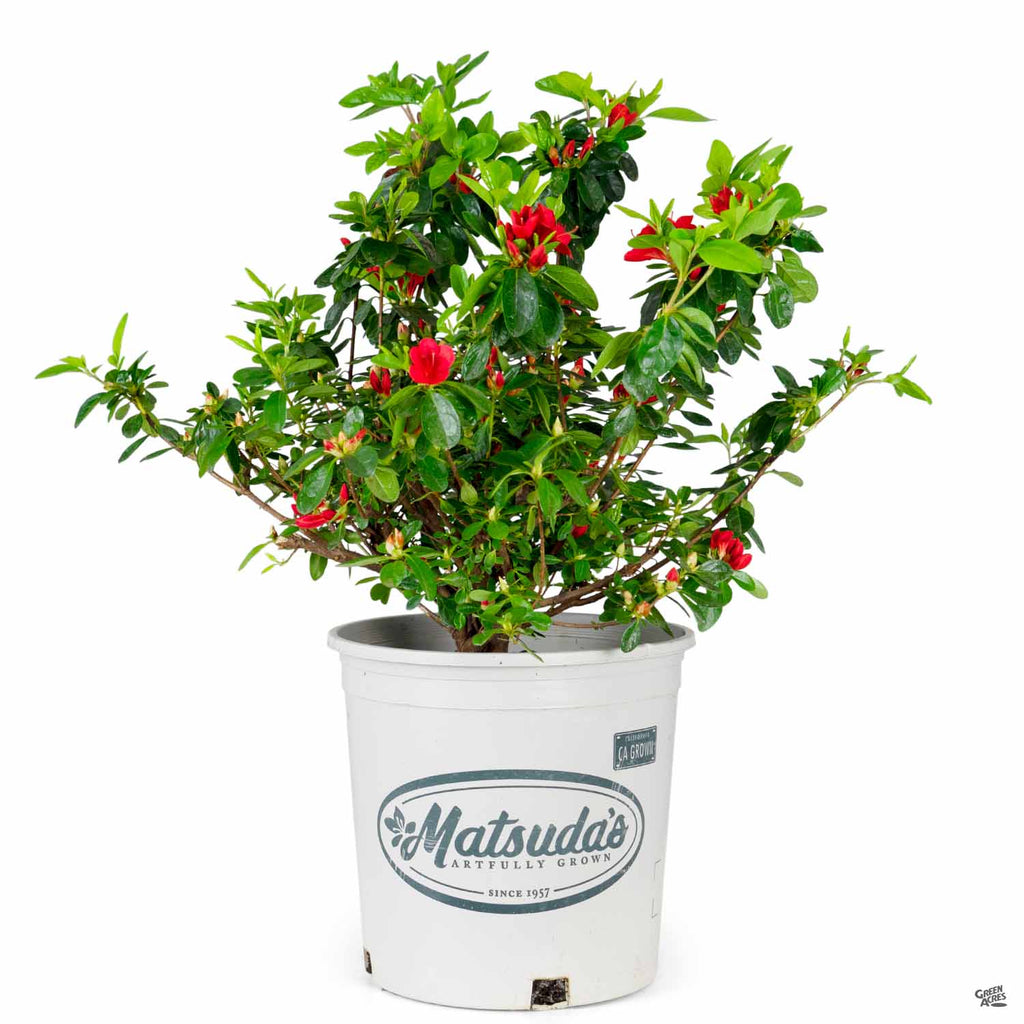 Azalea 'Ward's Ruby' — Green Acres Nursery & Supply