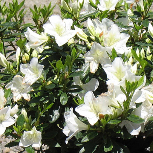 Azalea — Tagged