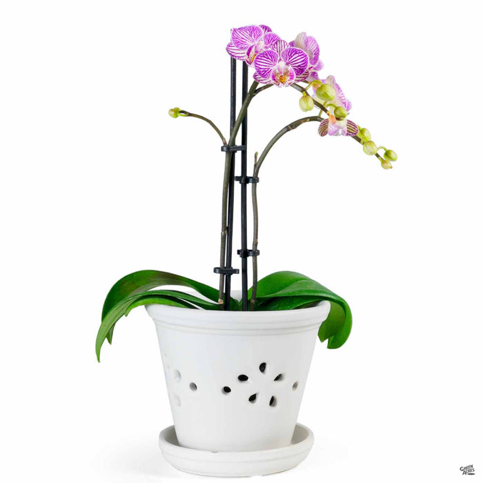Daisy Orchid Pot 5.5 inch White with Orchid