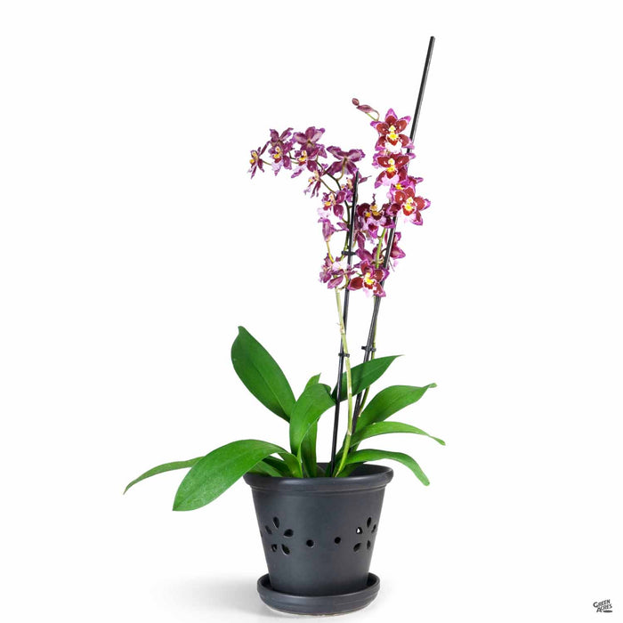 Daisy Orchid Pot 7.25 inch Black with Orchid