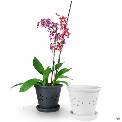 Daisy Orchid Pot Group Shot