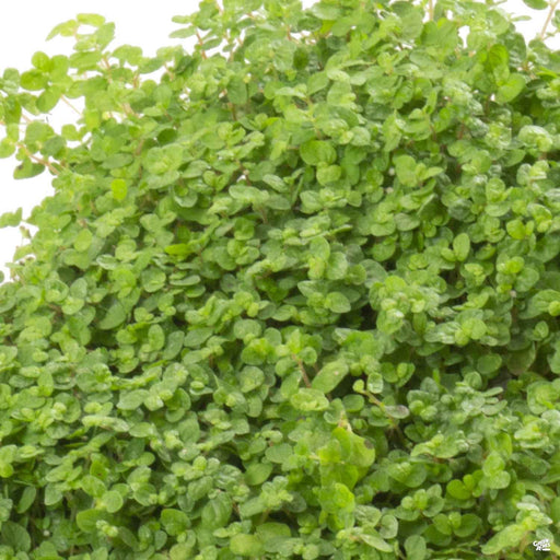 charmed wine plant indoor Charmed® Wine Shamrock — Green Acres Nursery & Supply