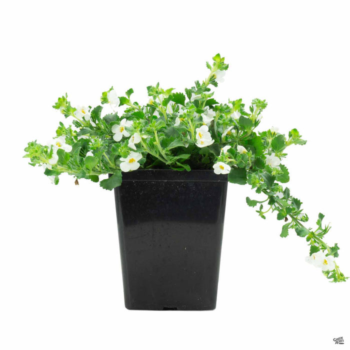 bacopa potted plant Bacopa — Green Acres Nursery & Supply