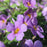 Bacopa Purple Closeup