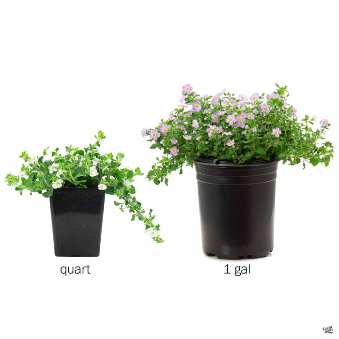 bacopa potted plant Bacopa — Green Acres Nursery & Supply