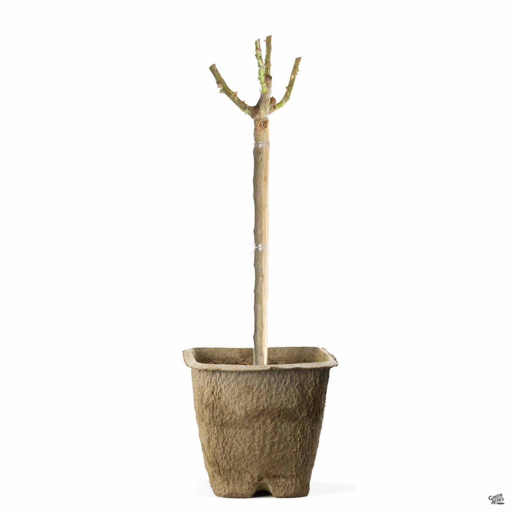 Vavoom™ Rose Bareroot — Green Acres Nursery & Supply