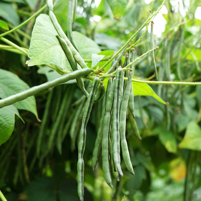 Pole Bean 'Romano' — Green Acres Nursery & Supply