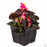 Begonia Bronze Leaf Pink 4 inch