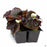 Begonia Dark Leaf Mix 6-pack