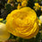 Nonstop Yellow Begonia