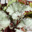 Begonia rex 'Arctic Twist'