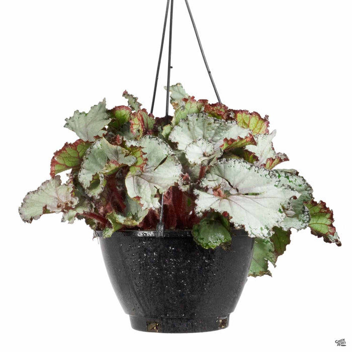 Begonia rex 'Arctic Twist' 8 inch hanging basket