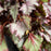 Begonia rex 'Pink Shades'