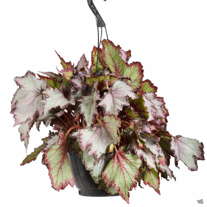 Begonia rex 'Pink Shades' 8 inch Hanging Basket