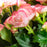 Rieger Begonia Light Pink