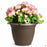 Rieger Begonias 10 inch cache