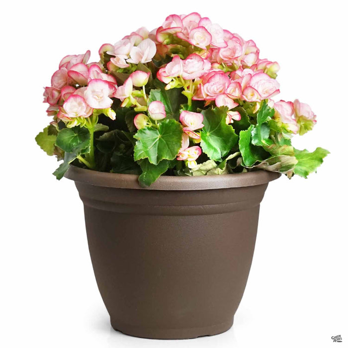 Rieger Begonias 10 inch cache