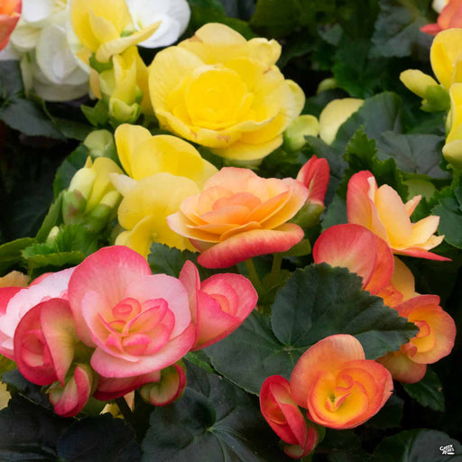 Rieger Begonias