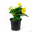 Rieger Begonias 4 inch Yellow