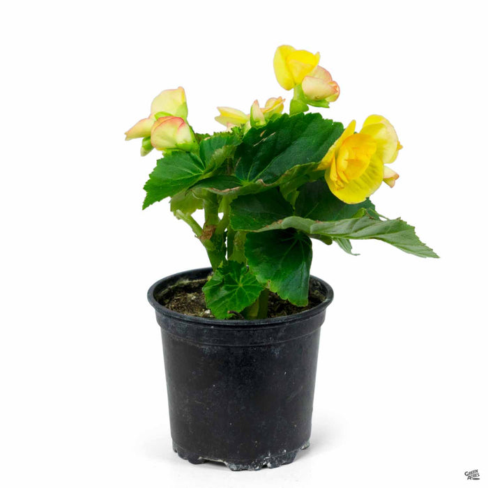 Rieger Begonias 4 inch Yellow