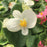 White Begonias