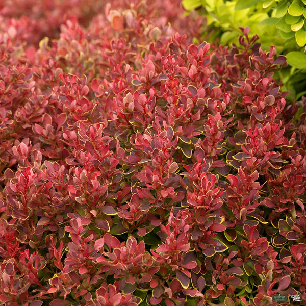 Golden Ruby® Barberry | Monrovia — Green Acres Nursery & Supply