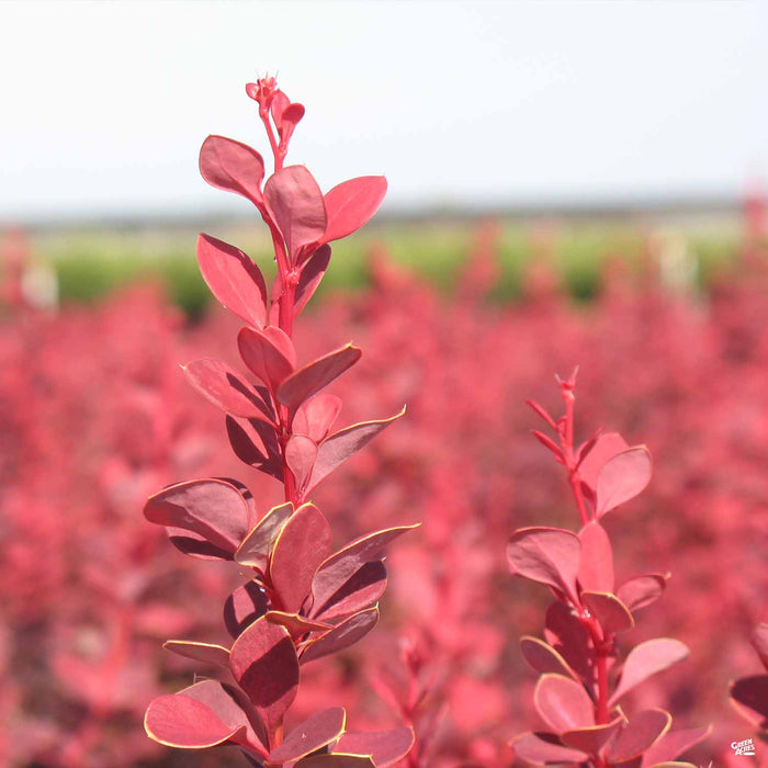 Berry Rocket Barberry 'Orange Rocket' — Green Acres Nursery & Supply