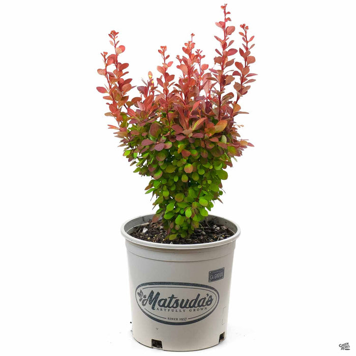 Berry Rocket Barberry 'Orange Rocket' — Green Acres Nursery & Supply