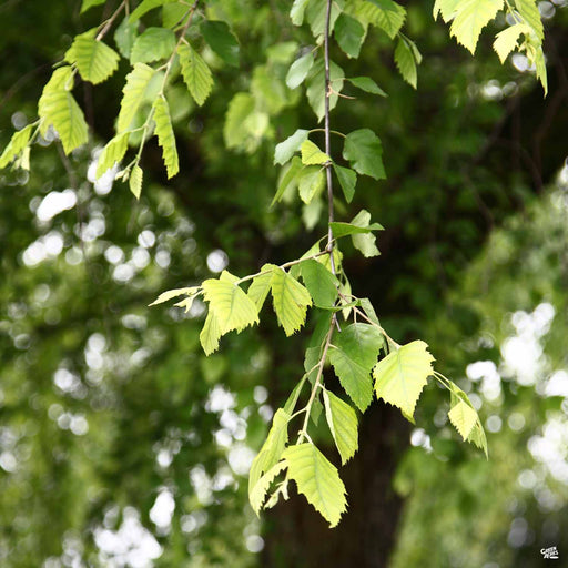 River Birch 'Dura Heat'