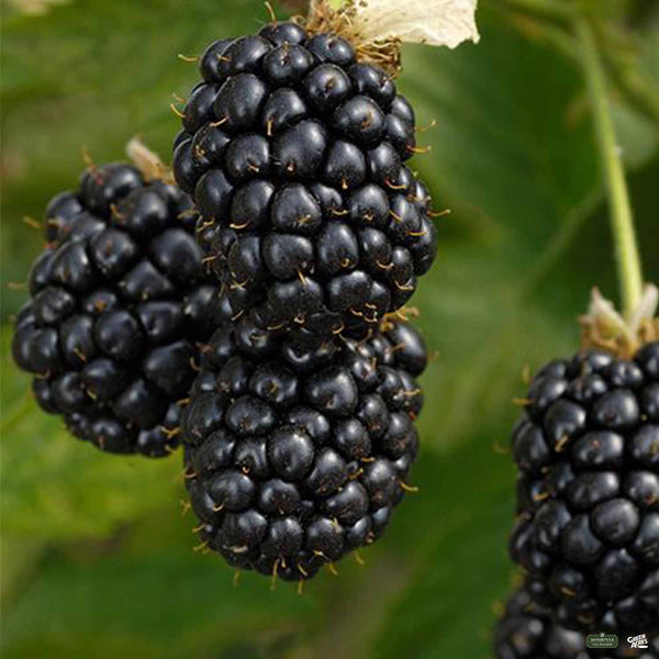 m*r様 生産終了品ONE CONTROL BlackberryBassOD Prime-Ark® Freedom Blackberry — Green Acres Nursery & Supply