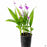 Chinese Ground Orchid 1 gallon