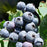 Blueberry 'Misty' in Sleeve