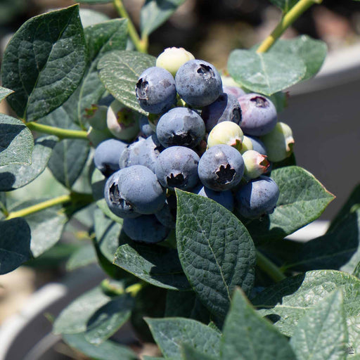 Bleuetière Restigouche Blueberries