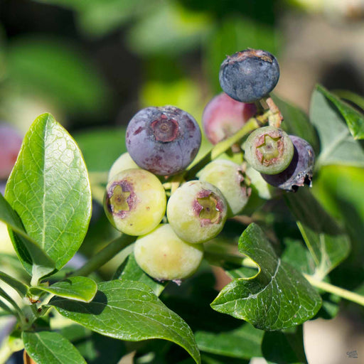 Grape 'Thompson Seedless' — Green Acres Nursery & Supply