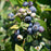 Blueberry 'Sharpblue'