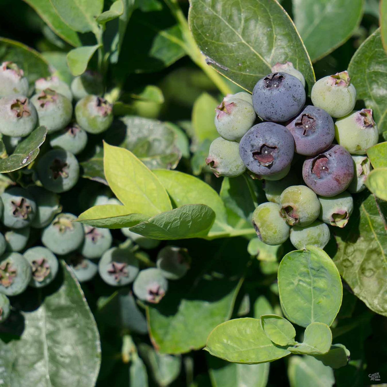 Fruiting Shrubs