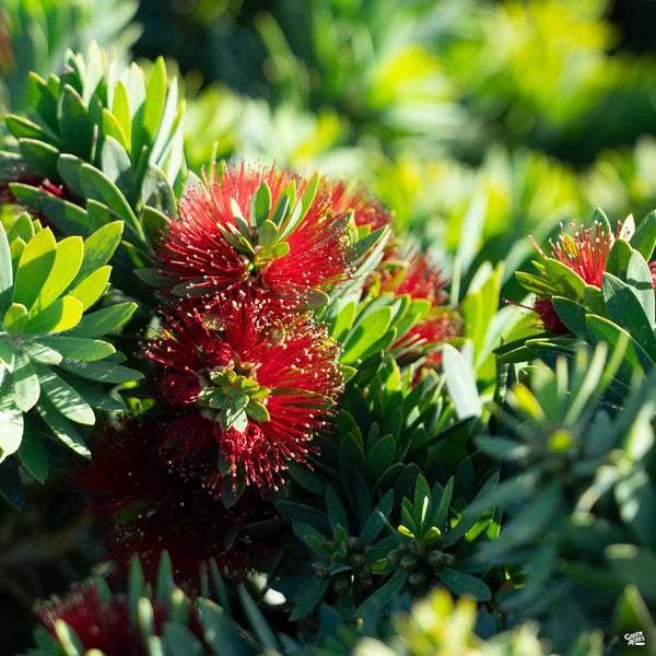 Little John Dwarf Bottlebrush, Callistemon 'Little John', Monrovia Plant