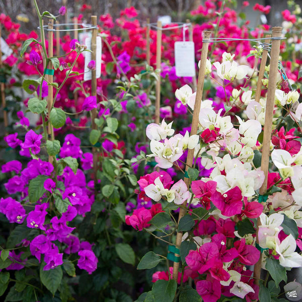 Bougainvillea Staked — Green Acres Nursery & Supply