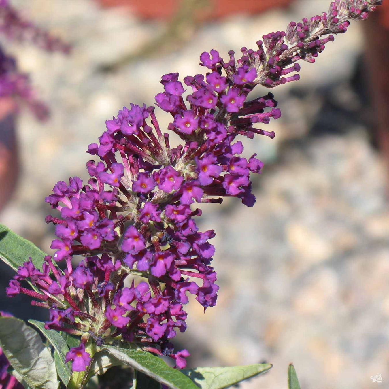 Buzz&#174 Series Butterfly Bush