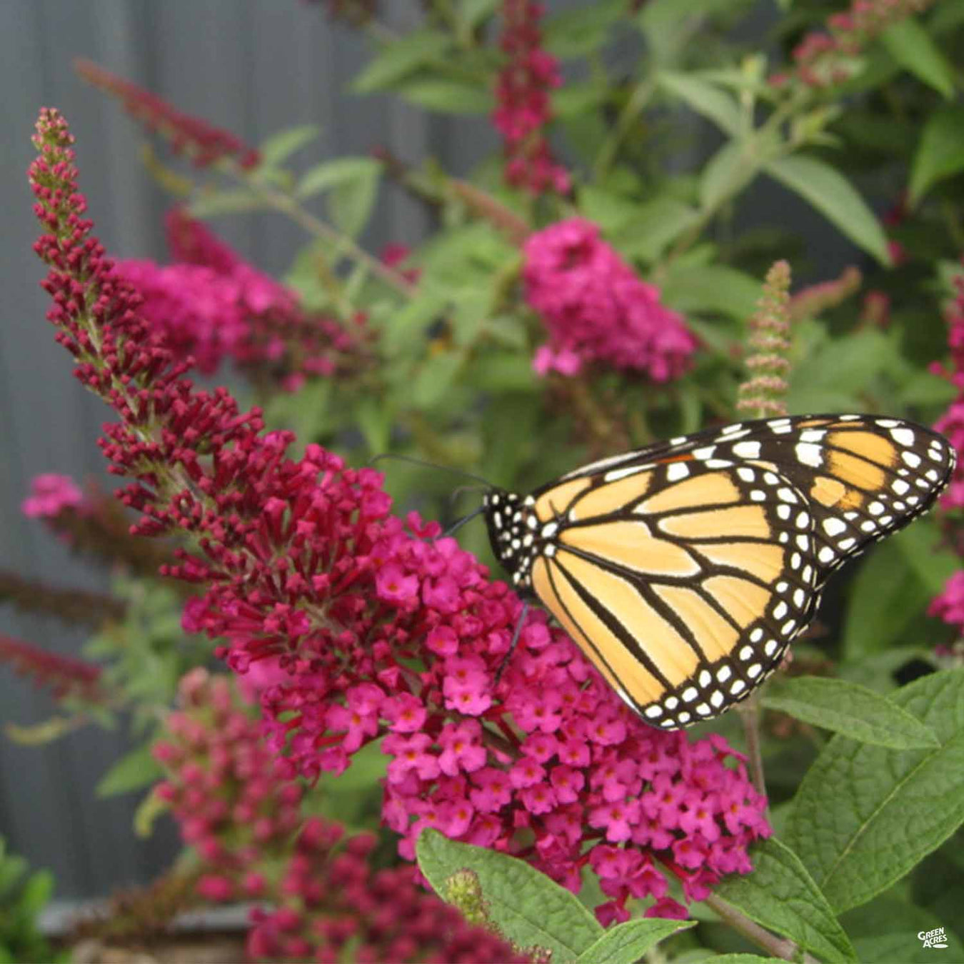 Butterfly Bush 'Miss' Series