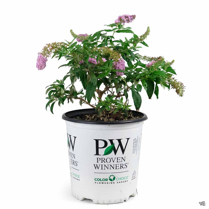 Pugster Pink Butterfly Bush 02T