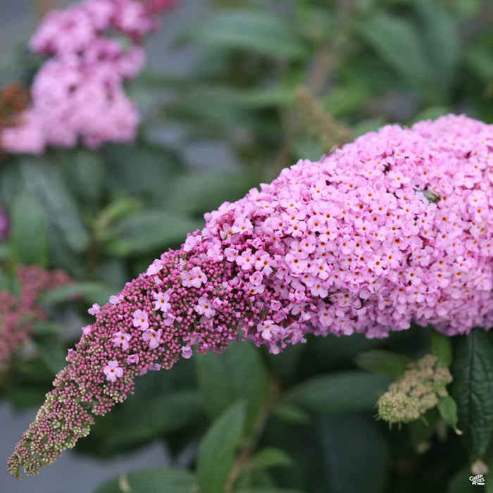 Pugster Pink Butterfly Bush