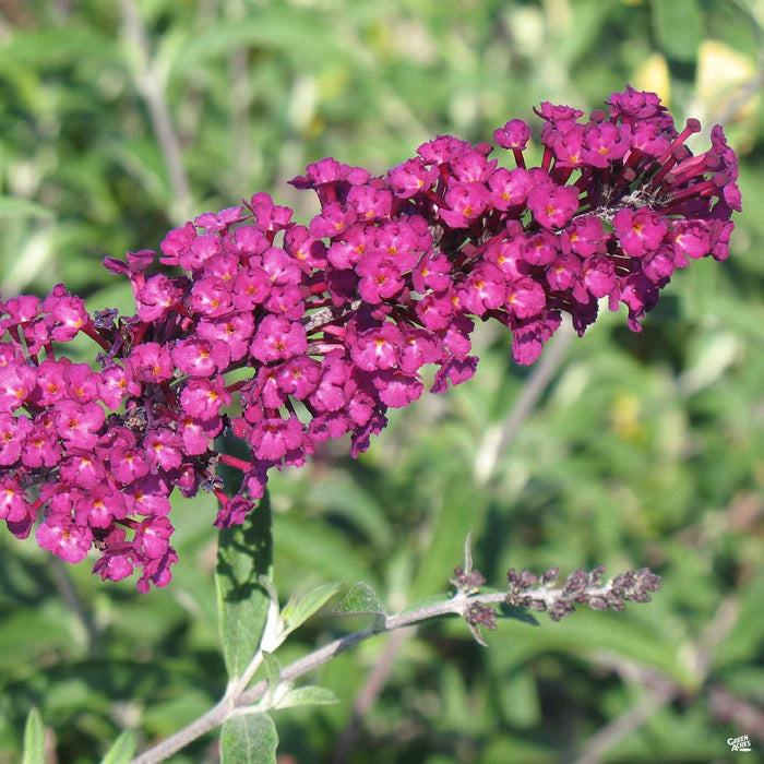 fjerkræ tankevækkende Gooey Butterfly Bush 'Royal Red' — Green Acres Nursery & Supply