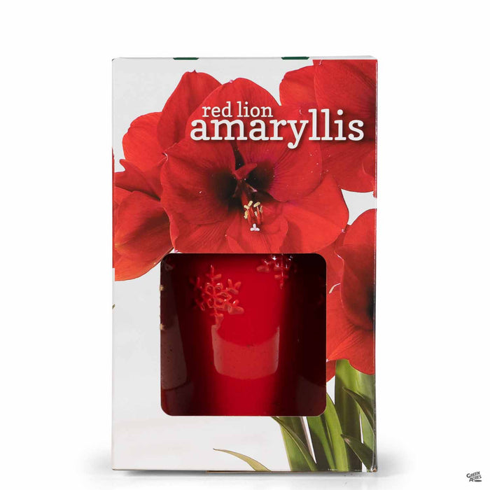 Amaryllis 'Red Lion' Boxed Gift Kit