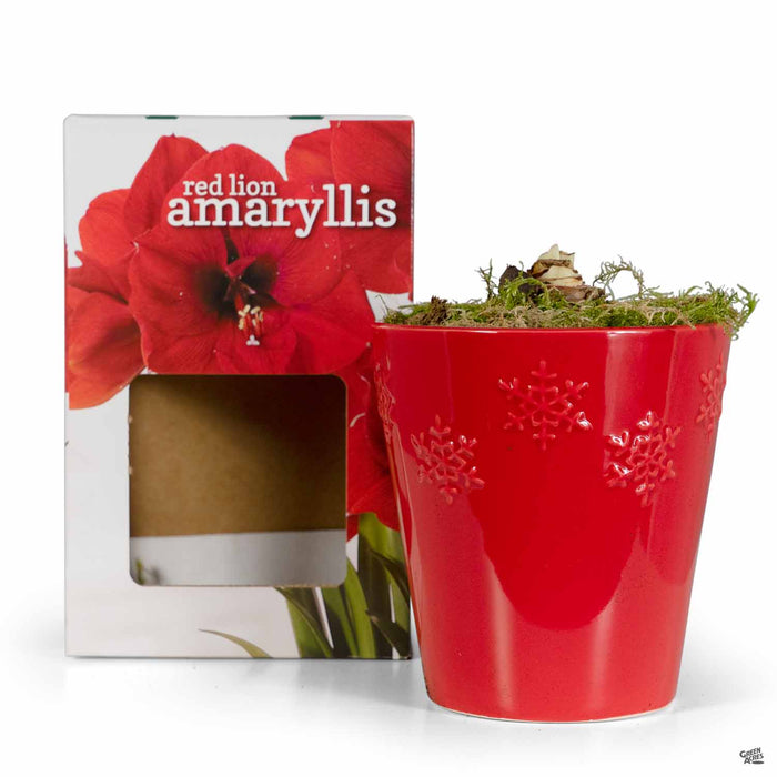 Amaryllis 'Red Lion' Boxed Gift Kit