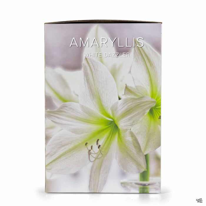 Amaryllis 'White Dazzler' Boxed Gift Kit