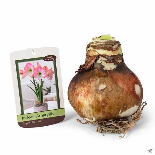 Amaryllis 'Apple Blossom' Bulb