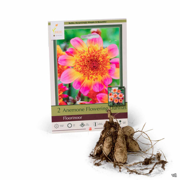 Anemone Flowering Dahlias Floorinoor 2-pack
