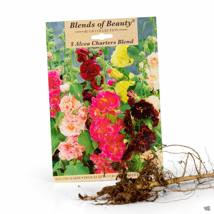 Alcea Charters Blend (Hollyhock) 3-pack