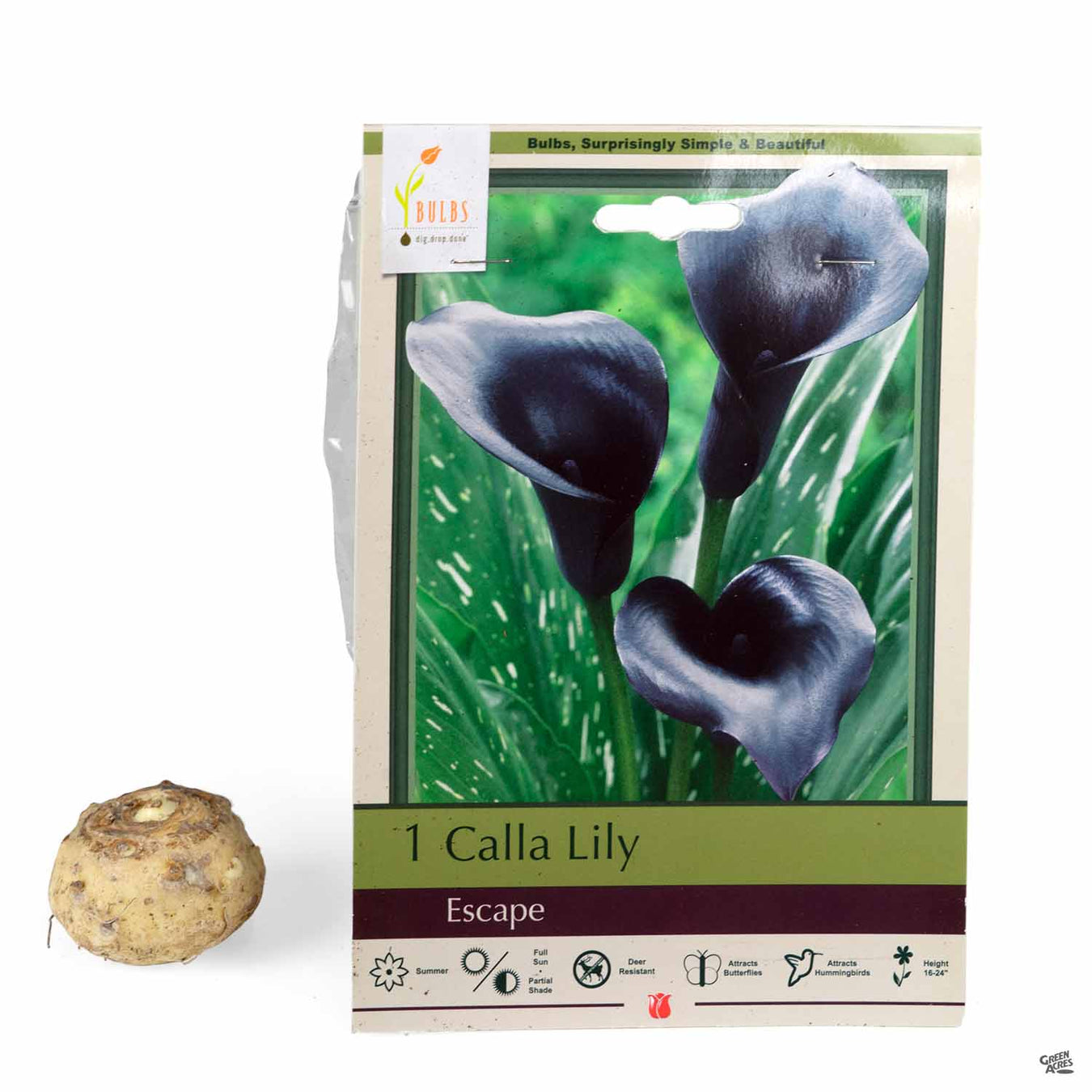 Calla Lily